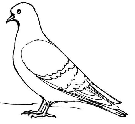 How to draw a Pigeon Different Birds Drawing, Peigon Bird Drawing, Pigeon Drawing Reference, How To Draw Pigeon, Bird Drawing Reference, Pigeons Drawing, Pigeons Drawing Sketch, Pigeon Simple Drawing, Drawings Of Pigeons