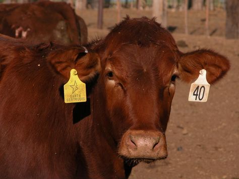 Cattle Tags, Tags Ideas, Cow Tag, Stationary Branding, Cow Ears, Ear Tag, Cow Calf, The Ear, Jewelry Show