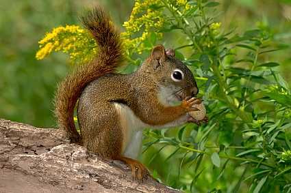 5 Types of North American Squirrels - WorldAtlas Flying Squirrel Pet, Squirrel Species, American Red Squirrel, Nature Facts, Squirrel Home, Eastern Gray Squirrel, North American Animals, North American Wildlife, National Wildlife Federation