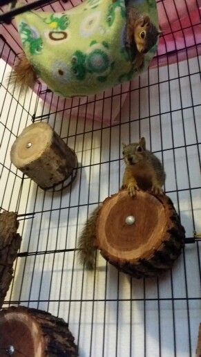 Silly sisters! Squirrels Baby Squirrel Care, Flying Squirrel Pet, Squirrel Home, Enrichment Projects, Rat Cage, Wildlife Rehabilitation, Squirrel Cage, Parrot Cage, Flying Squirrel