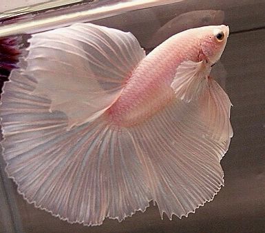 Pale Pink Betta Fish Fish Aesthetic, Fauna Marina, Beta Fish, Bohol, Beautiful Fish, Aquascaping, Betta Fish, Tropical Fish, Aquariums