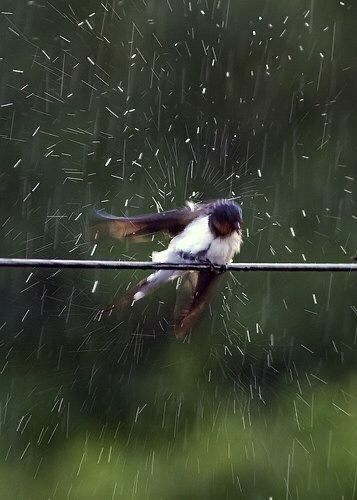 Smell Of Rain, I Love Rain, Rainbow Rain, Rain Storm, Love Rain, Photographie Inspo, Singing In The Rain, Walking In The Rain, Rainy Night