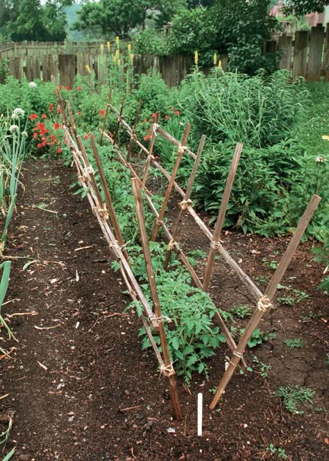 Tanaman Tomat, Garden Trellis Designs, Diy Garden Trellis, Vertical Vegetable Garden, Plants Growing, Garden Veggies, Veg Garden, Have Inspiration, The Secret Garden