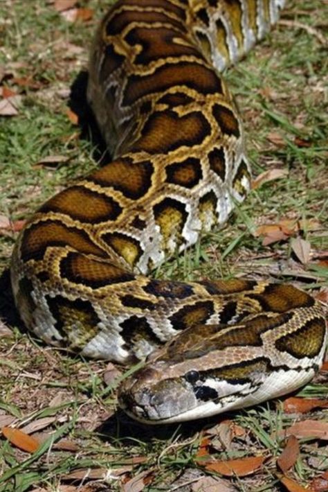 Snake Photos, Burmese Python, Exotic Pet, Cool Snakes, Giant Snake, Colorful Snakes, Pretty Snakes, Python Snake, Reptile Snakes