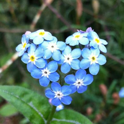 I love Heart In Nature, I Love Heart, Heart Images, Arte Floral, Felt Hearts, Beautiful Heart, Heart Art, Forget Me Not, Beautiful Blooms