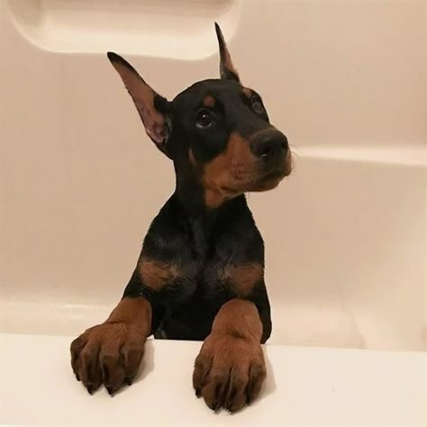 Dream Dog, Doberman Pinscher, Cute Pets, Doberman, Cuteness Overload, Puppy Love, Fur Babies, Baby Animals, Cute Dogs