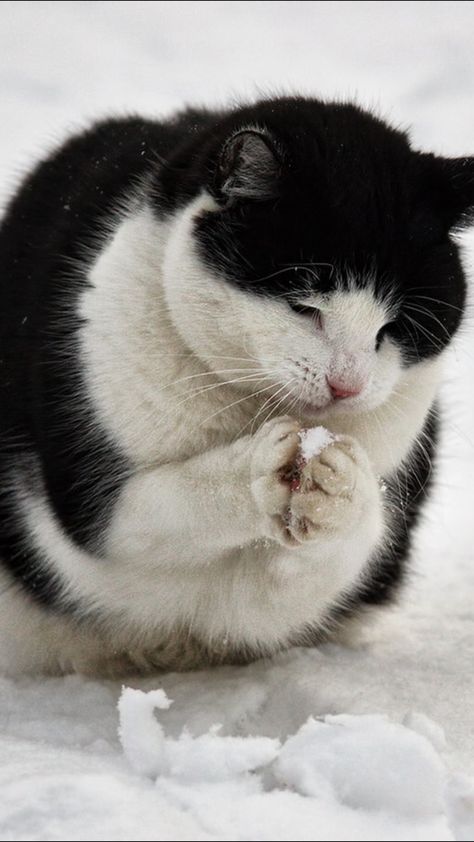 今おいしいの、こさえたげるな。 Cats Language, Eating Snow, Cat Eating, Tuxedo Cats, Black And White Cat, Image Chat, White Cats, I Love Cats, Kitty Kitty