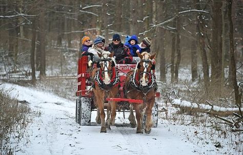 10 of the best horse drawn sleigh rides in NY state Belgian Horse, Leavenworth Washington, Sleigh Rides, My Hood, Dashing Through The Snow, Winter Photos, Horse Drawn, Sleigh Ride, Trail Riding