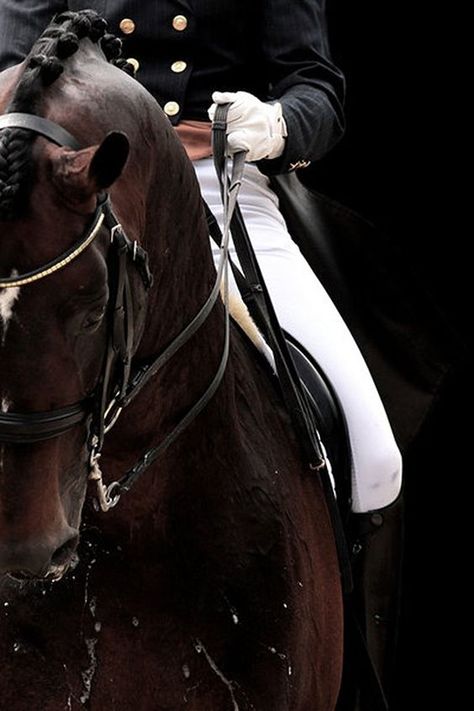 Equestrian Aesthetic, Horse Dressage, Equestrian Lifestyle, Dressage Horses, Brown Horse, All The Pretty Horses, Horse Crazy, Horse Equestrian, Equestrian Life