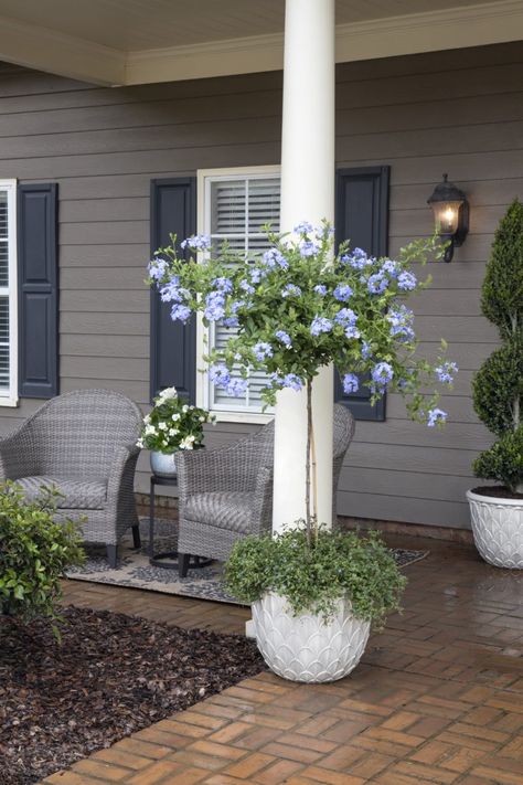 Topiary Plants In Pots, Plumbago In Pots, Porch Trees Potted, Small Tree In Pot, Potted Shade Plants, Patio Trees In Pots Full Sun, Patio Trees In Pots, Front Door Trees In Pots, Potted Trees Patio Full Sun