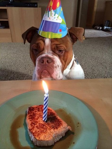 Can I Have a Birthday Every Year?! Happy Dog Meme, Dog Birthday Pictures, Happy Birthday Dog, Grooming Style, Birthday Dog, Funny Animal Photos, Dog Birthday Party, Dog Party, Dog Eyes