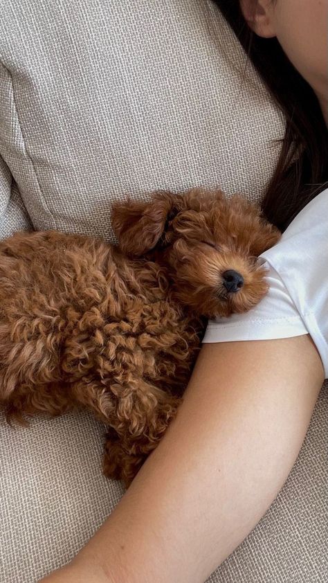 Cute Small Dogs, Dog Aesthetic, Dog Mommy, Toy Poodle Puppies, Very Cute Puppies, Super Cute Puppies, Very Cute Dogs, Hapkido, Cute Little Puppies