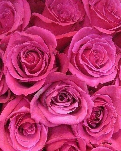 #Roses: 102 Likes 2 Comments - Rainbow (@the.aesthetic.rainbow) on Instagram: Pink.  #rainbows #rainbow #color #igers #cute #followme #love #picoftheday #follow #happy https://buff.ly/2LOCzGV https://ift.tt/2HijJEB Pink Wallpapers, Pastel Decor, Colorful Roses, Frou Frou, Deco Floral, Tickled Pink, Love Rose, Everything Pink, In Full Bloom