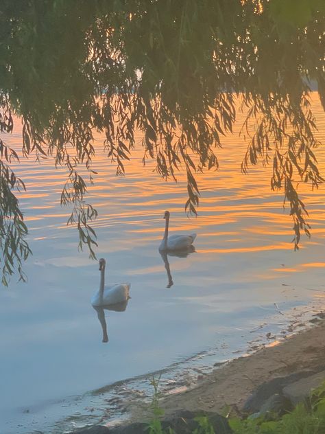 Weeping Willow Tree Aesthetic Wallpaper, White Willow Tree Wallpaper, Swans In A Lake, Willow Tree Sunset, Willow Trees Aesthetic, Lake At Sunset, Weeping Willow Aesthetic, Evermore Bookmark, Aesthetic Willow Tree