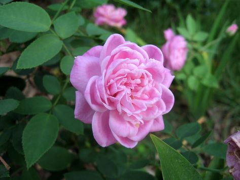 China Rose 'Hermosa' | sempervirens | Flickr Nature, China Rose Flower, Container Roses, Southern Ontario, China Rose, Old Rose, Garden Flowers, Cottage Garden, Rose Flower