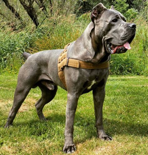 Cane Corso Beautiful Cane Corso, King Corso Dog, Black Cane Corso, Gray Brindle Cane Corso, Dog Ear Tattoo, Cane Corso Photography, Cane Corso Non Cropped Ears, Scary Cane Corso, Cane Corso Mastiff