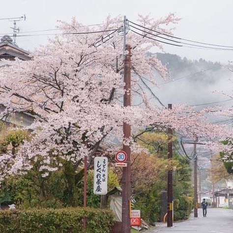 Japan Tokyo Aesthetic, Sakura In Japan, Aesthetic Sakura, Cozy City, Japan Icon, Japanese Icon, Tokyo Aesthetic, Spring In Japan, Japan Spring