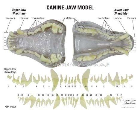 Mouth Anatomy, Teeth Anatomy, Teeth Drawing, Canine Tooth, Canine Drawing, Wolf Teeth, Animal Skeletons, Bone Crafts, Animal Anatomy