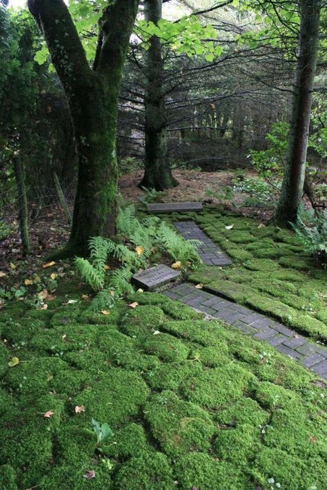 10 Garden Ideas to Steal from Scotland Moss Inspiration, Moss Gardens, Urban Gardening Ideas, Woodland Gardens, Scottish Borders, Famous Gardens, Moss Garden, The Poet, Urban Gardening