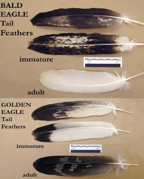 Bald Eagle and Golden Eagle Tail Feathers Bald Eagle Feather, Bird Of Prey Tattoo, Eagle Feather Tattoos, Feather Identification, Feather Magic, Feather Meaning, Eagle Feather, Eagle Painting, Golden Eagles