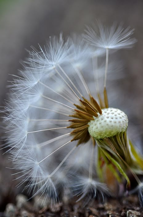 Dandelion Drawing, Dandelion Wall Art, Dandelion Art, A Dandelion, Drawing Examples, Dandelion Wish, Wood Painting Art, Seed Pods, Macro Photography