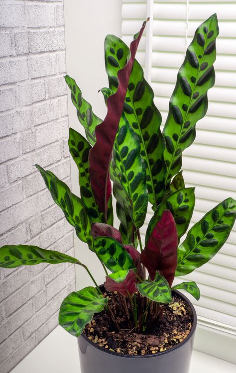 Introducing the Rattlesnake Calathea live plant – a stunning blend of beauty and intrigue. With its striking patterned leaves, it adds a touch of tropical charm to your space. Elevate your décor with this captivating botanical wonder and let your home flourish with style. Rattlesnake Calathea, Calathea Rattlesnake, Rattlesnake Plant, Perennial Garden Plans, Room Plants, Prayer Plant, Garden Plans, Perennial Garden, Pet Safe