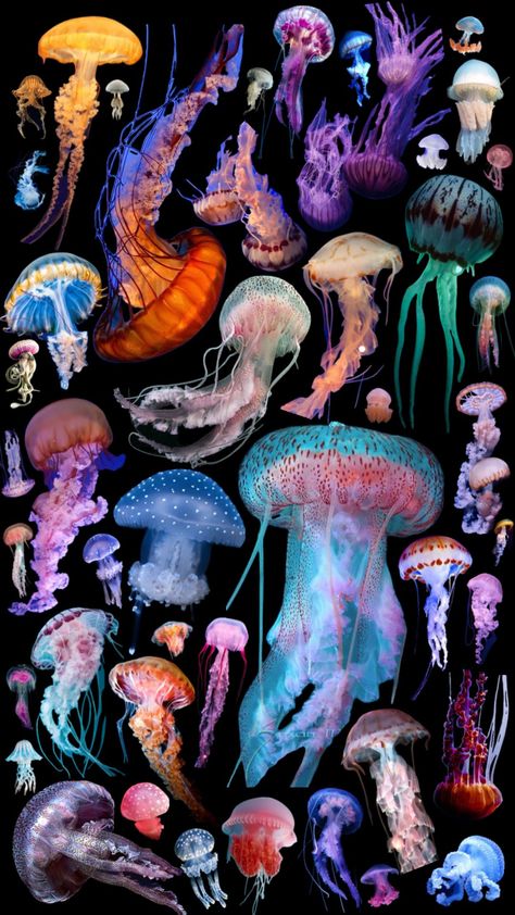 JELLIES #jellyfish #sealife #fyp Sea Life Photos, Sealife Aesthetics, Sealife Wallpapers, Sea Creatures Photography, Jellyfish Collage, Deep Ocean Creatures, Jellyfish Core, Jellyfish In Space, Sea Life Aesthetic