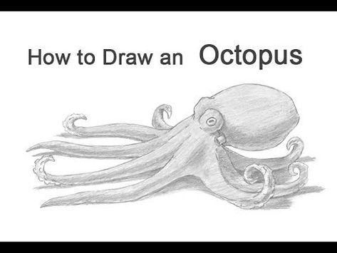 Easy Octopus Drawing, Draw An Octopus, Octopus Facts, Octopus Sketch, Speed Drawing Videos, Step By Step Sketches, Octopus Drawing, Cool Drawing, Draw Shapes