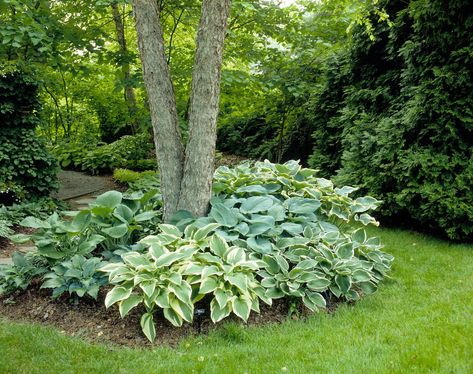 That broad spaces beneath your tree is something you tend to ignore. Here are 15 smart and beautiful ways to landscape under and around your trees. Beds Around Trees Landscaping Ideas, Shade Plants Under Trees Landscaping Ideas, Lake Landscaping, Plants Under Trees, Landscaping Around Trees, Front Flower Beds, Prayer Garden, Hosta Gardens, Hillside Landscaping