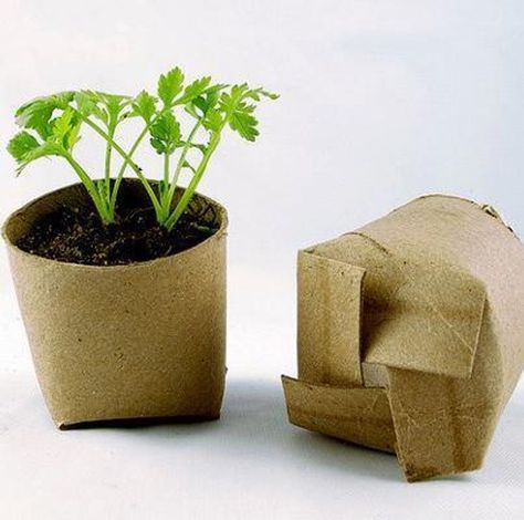 Egg Shells and Toilet Paper Rolls: One Man's Recycling Is Another's DIY Garden Mini Planters, Toilet Roll Craft, Toilet Paper Rolls, Ivy Plants, Toilet Paper Roll Crafts, Paper Roll Crafts, Succulent Terrarium, Seasonal Garden, Paper Rolls