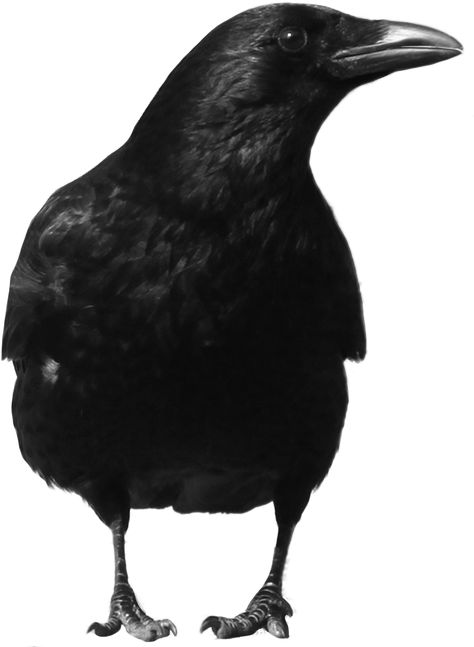 Crow Png, Crow Photos, American Crow, Png Aesthetic, Image File Formats, Black Crow, Png Icons, Collage Design, Pics Art