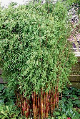 Red Fountain Bamboo - 2 Gallon - Bamboo Grasses - Buy Plants Online Golden Bamboo Plant, Fargesia Nitida, Black Bamboo Plant, Non Invasive Bamboo, Bamboo Landscape, Bamboo Species, Clumping Bamboo, Bamboo Seeds, Interesting Plants