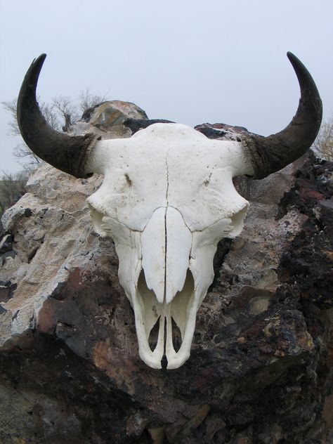 bison-skull - Durham Bison Ranch Skull With Horns, Bison Skull, Tier Tattoo, Skull Reference, Longhorn Skull, Buffalo Skull, Animal Skeletons, Animal Skull, Vulture Culture