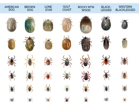 the most problematic different types of ticks found in the United States Tick Bites On Dogs, Wood Tick, Types Of Ticks, Ticks On Dogs, Deer Ticks, Tick Removal, Tick Bite, Dog Remedies, Vet Medicine