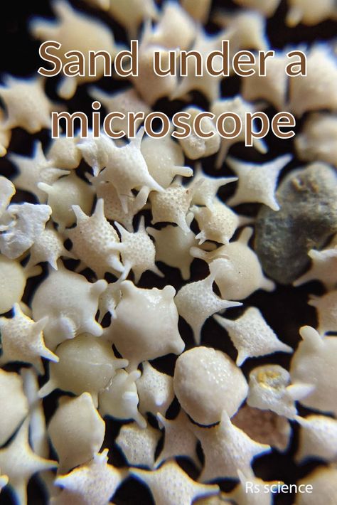 Have you ever seen sand under a microscope? It is one of the most incredible things to look at under a microscope. There are white, red, green, and black sand beaches in the world. Do you know what determines the color of the sand? You will get the answers in this blog post. Nature Under Microscope, Sand Microscope, Microscopic Sand, Sand Under Microscope, Microscope Activity, Dissecting Microscope, Scanning Electron Microscope Images, Microscope Images, Microscopic Cells