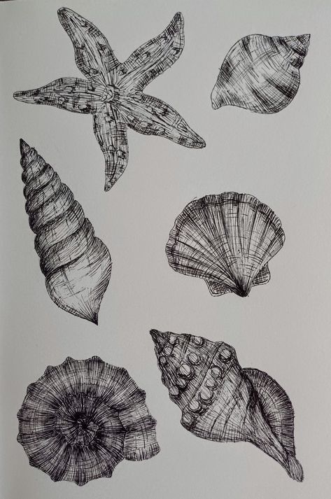 Drawing, sketch, seashells, shells Mark Making Examples, Natural Form Drawing Ideas, Easy Shell Drawing, Mark Making Art Ideas, Shells Drawings, How To Draw Seashells, Seashells Drawing, Seashell Sketch, Shells Drawing