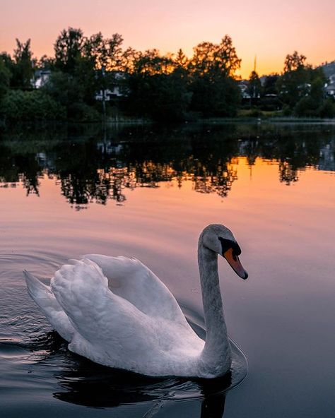 ✿ ❤   swan lake vol. 2,  Oslo, Norway  |  Sondre Eriksen on Instagram Birds Wallpaper Hd, 4k Wallpaper Android, Swan Wallpaper, Swan Pictures, Swan Painting, Mute Swan, Hd Wallpaper 4k, Pond Painting, Bird Wallpaper