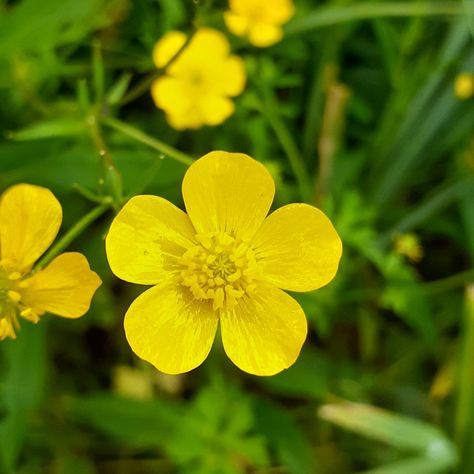 Buttercup Flower Photography, Buttercup Aesthetic Flower, Buttercup Flower Aesthetic, Buttercups Aesthetic, Butter Cup Flower, Buttercup Plant, Buttercups Flower, Buttercup Aesthetic, Cody Core