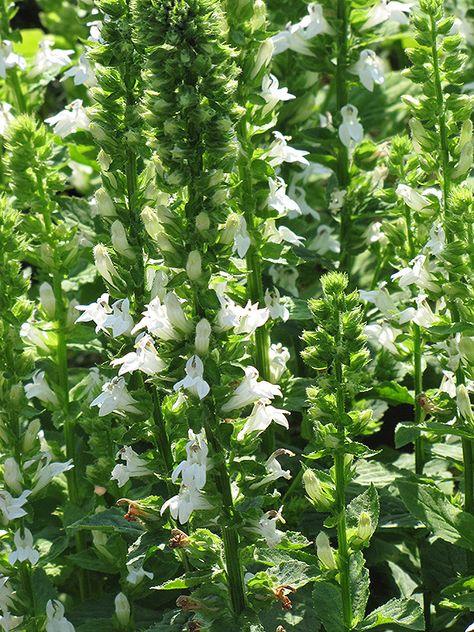 White Cardinal Flower (Lobelia siphilitica 'Alba') in Columbus Dublin Delaware Grove City Gahanna Bexley Ohio OH at Oakland Nurseries Inc Lobelia Cardinalis, Cardinal Flower, Pond Plants, Garden Types, Flower Spike, Herbaceous Perennials, Low Maintenance Plants, Perfect Garden, Plant Species