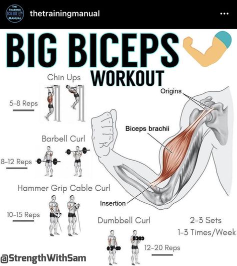 Pullday Workout, Big Biceps Workout, Workout Post, Biceps Brachii, Dumbbell Curls, Big Biceps, Gym Tips, Street Workout, Biceps Workout