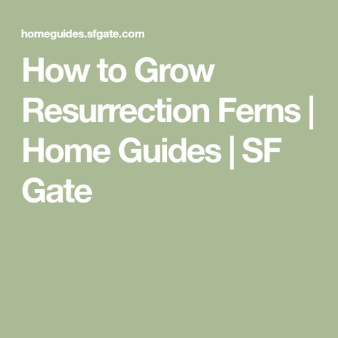 How to Grow Resurrection Ferns | Home Guides | SF Gate Air Fern, Resurrection Fern, Terrarium Diy, Amazon Home Decor, Air Plants, How To Grow, Amazing Gardens, The Great Outdoors, Fern