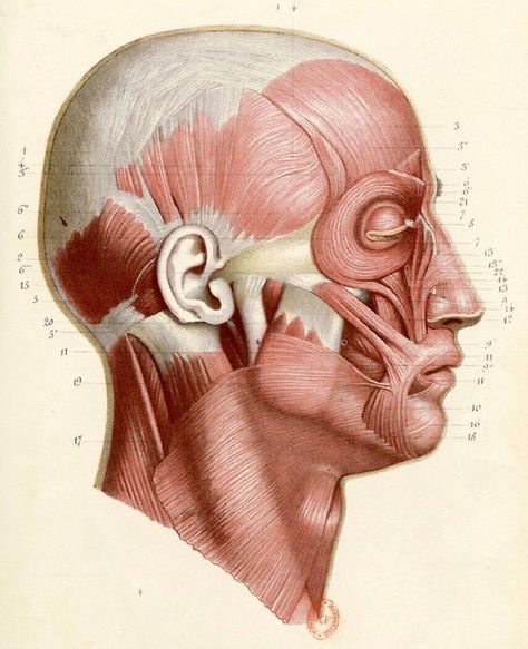 Photo Neck Muscle Anatomy, Anatomy Images, Head Anatomy, Facial Anatomy, Face Anatomy, Human Body Anatomy, Human Anatomy Drawing, Muscle Anatomy, Anatomy Poses