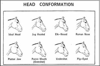 profile of various head types of horses Head Types, Equine Veterinary, Horse Lessons, Horse Facts, Horse Care Tips, Horse Info, Horse Riding Tips, Horse Anatomy, Horse Camp