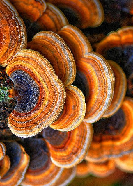 Mushroom Fungi, Natural Forms, Patterns In Nature, Amazing Nature, 그림 그리기, Natural Wonders, Nature Beauty, Natural World, Color Inspiration