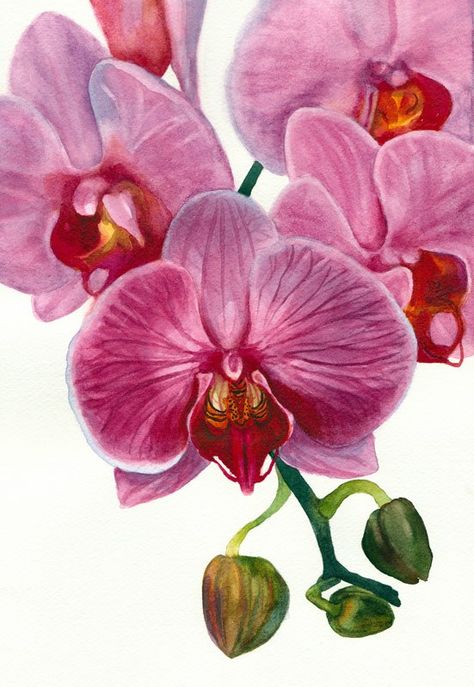 Orchid Painting in Watercolor for the book but.... Orchid Painting, Orchid Drawing, Orchids Painting, Desen Realist, Illustration Blume, Arte Floral, Botanical Illustration, Botanical Art, Botanical Prints