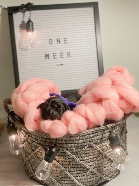 Newborn Puppy Photoshoot Ideas Diy, 3 Week Old Puppy Photoshoot, Puppy Litter Announcement Ideas, Diy Puppy Photoshoot Ideas, Cute Puppy Pictures Ideas Photo Shoot, Puppy Picture Ideas To Sell, Newborn Puppy Pictures, Newborn Puppy Photoshoot Ideas, Puppy Litter Photoshoot Ideas