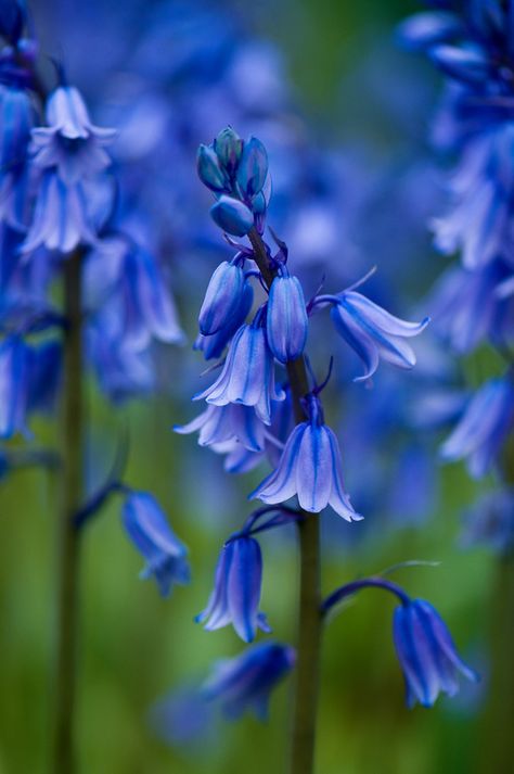 Blue Bells Blue Bell Flowers, Blue Plants, Pretty Plants, Exotic Flowers, The Grass, Flowers Nature, Love Flowers, Amazing Flowers, Flowers Photography