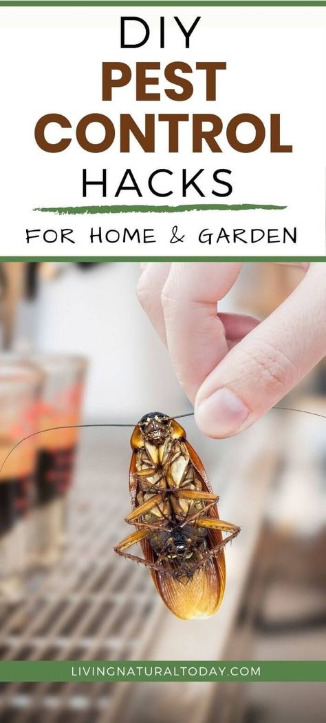 Want to get rid of pests at home without using chemicals? In this post, learn DIY pest control for home and garden. #diypestcontrolforhome | #diypestcontrolforgarden #natural Home Pest Control, Lawn Pests, Ant Control, Diy Pest Control, Organic Pest Control, Japanese Beetles, Natural Pest Control, Insect Pest, Garden Pest Control