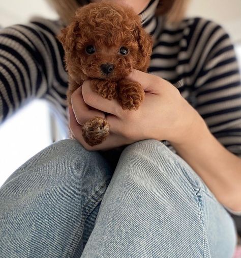 Teacup Poodle Puppies, Teacup Poodle, Poodle Puppies For Sale, Puppy Mom, Tea Cup Poodle, Poodle Puppies, Poodle Puppy, Toy Poodle, Potty Training