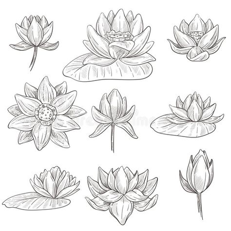 Water Flower Drawing, Water Flowers Drawing, Lotus Flower Sketch, Lotus Artwork, Lotus Flower Drawing, Lotus Drawing, Watercolor Lotus, Line Art Flowers, Lotus Flower Art